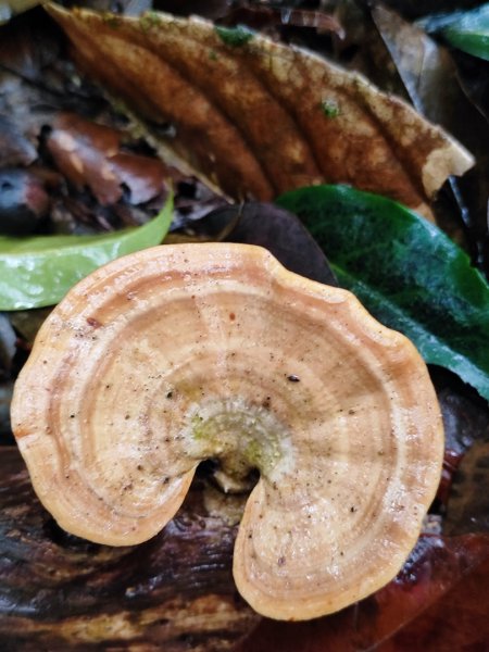 2026年元旦升旗快閃七星順探紫明溪2974003