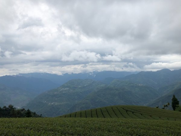 嘉義連峰獨立山大巃頂紅楠坑觀音石阿拔泉633210