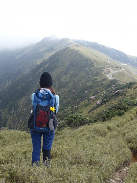 合歡山五座百岳賞杜鵑花587111