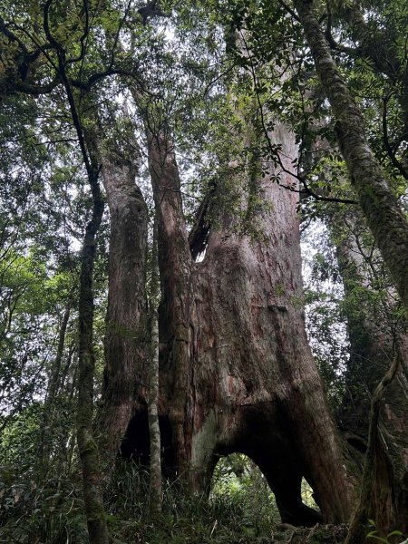 【活動資訊】遠征吧！神木探險隊！東眼山寒假營隊熱烈招生中！