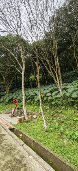 2026-0307 造鎮-文筆山-天華山-南勢角山-蘭花亭-牛伯伯3015849