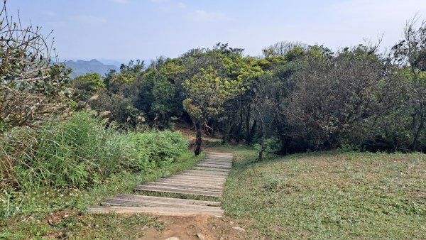20240308汐止大尖山步道-四分尾山-耳空龜山2448662