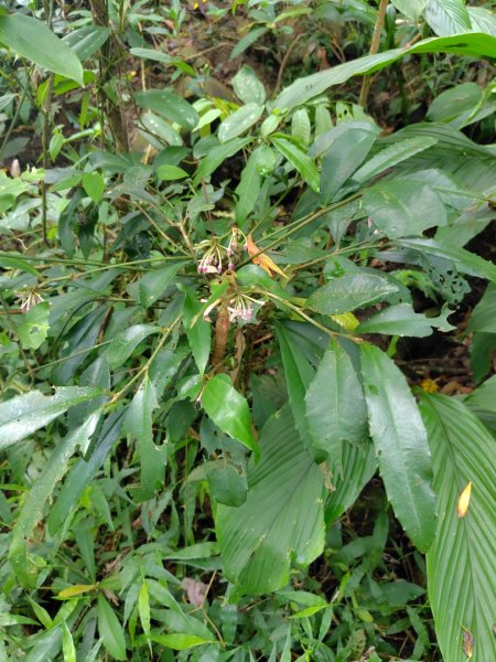 烏山、刣牛湖山、竹子尖山2891960
