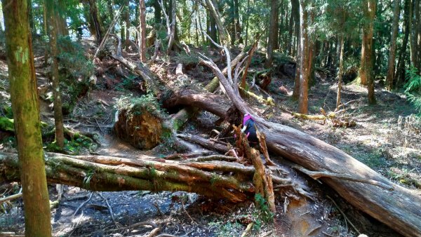 一日【水漾森林-鹿屈山】1280956