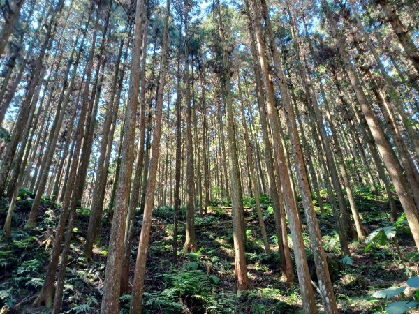 【新竹。五峰】 悠遊山林。 小百岳集起來。 編號31小百岳~鵝公髻山x山上人家