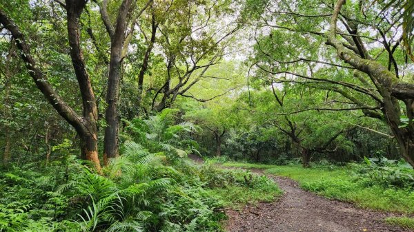 內湖森林樂逍遙，大崙尾山，翠山步道，中社路步道