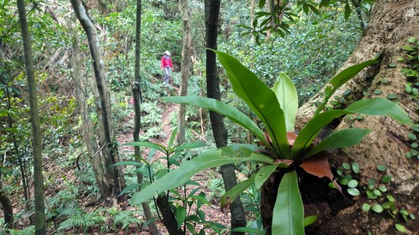 清幽的古道與舊日採礦遺址巡禮瑞芳蛇形子古道登烏塗窟山與獅子嘴奇岩O形2756630