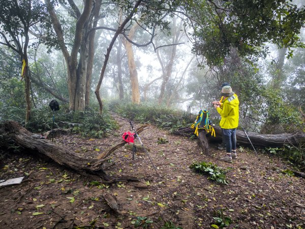 2025-03-08 汶水三山：金童山、汶水山、玉女山 連走2736512