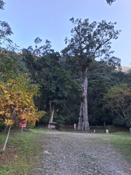 神木村千年樟木202512112959516