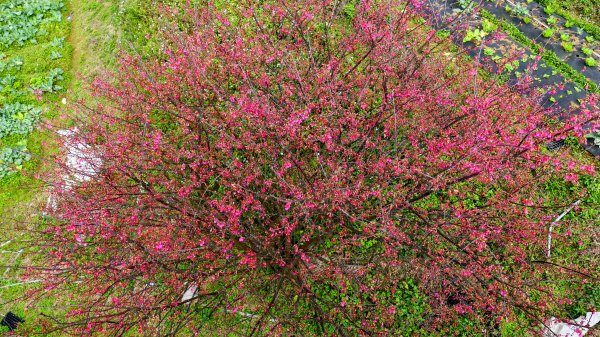 平菁街櫻花2697260