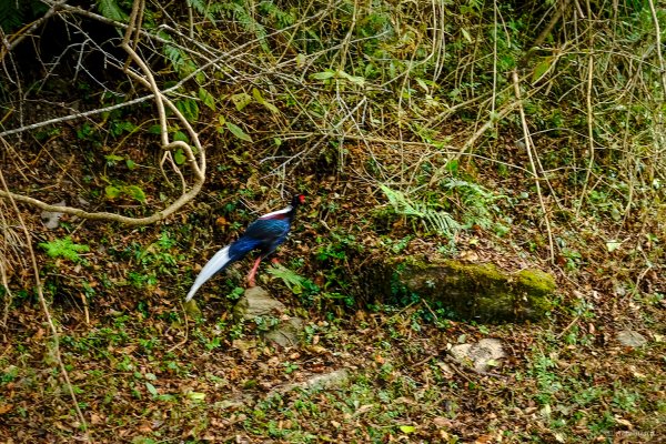 [冬訪大霸聖山岳參行]-大鹿林道東線榆金楓紅與九九山莊精選輯2974623