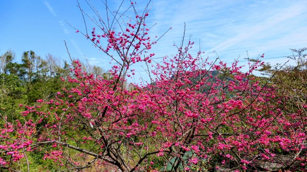 《踏莎行・貓空魯冰花》2710657