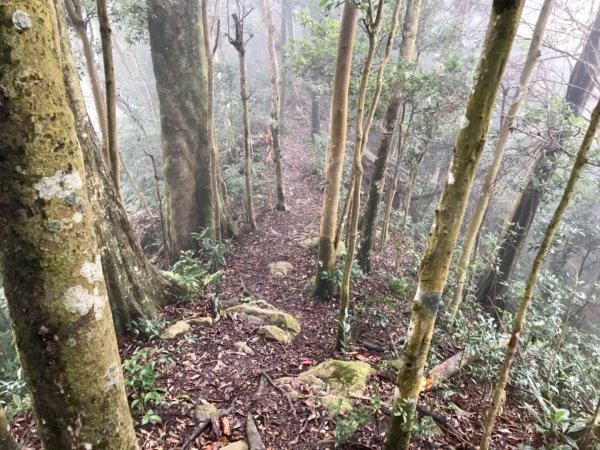 水田林道走蓮包山上外鳥嘴531829