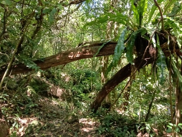 汐止區小溪瀑布+車坪寮土地公稜線2890145