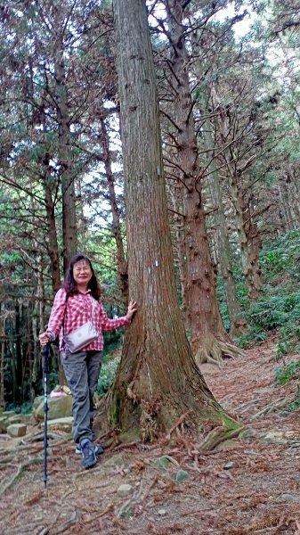 林相優美的臺中長壽山、肥崠山 - 鳶嘴西稜步道1357230