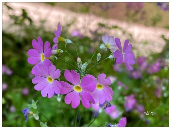 阿里山慈雲寺の紫藤2782159