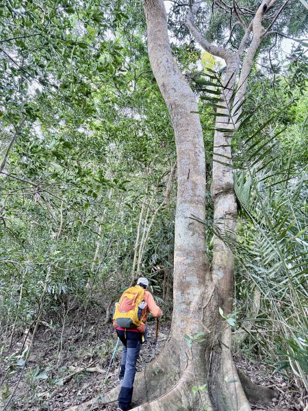 苗栗冷門山--蕃婆石山5基石連登   2026.01.112981366