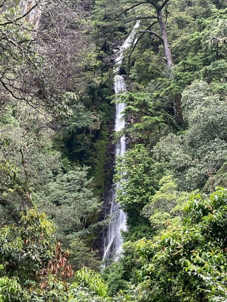 新竹 五峰 觀霧國家森林遊樂區 觀霧瀑布步道+賞鳥步道2811432