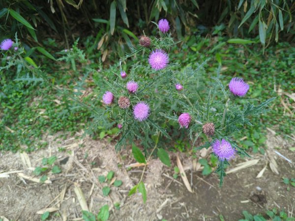 2025.05.17－大屯山步道下清天宮2790032