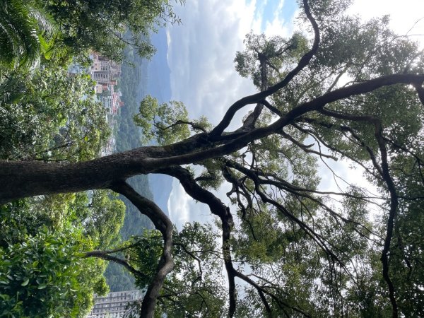 銀河洞越嶺貓空-新高麗坑山-銀獅縱走-猴山岳群峰+三條魚縱走2955922