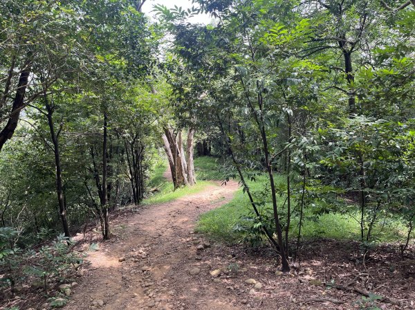 [皮皮獅探險隊-03/10] 2025_0706 犁頭山、文山步道2831479