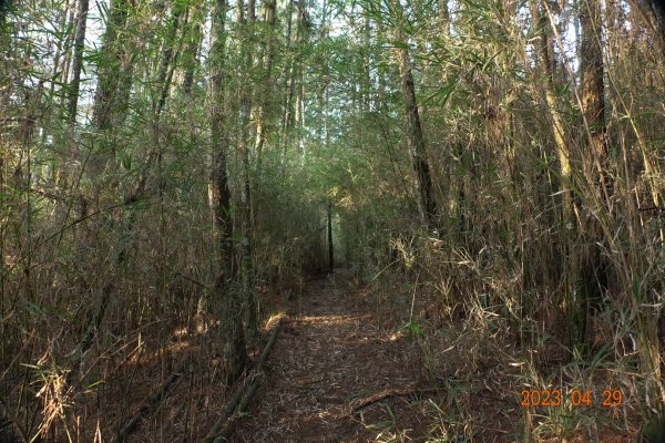 南投 仁愛 武法奈尾山2133732