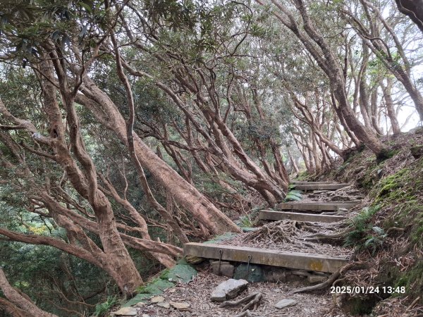 2025.01.24~26 北大武山 三天兩夜〈雲海、夕陽、檜木、鐵杉、藍天...〉2700331