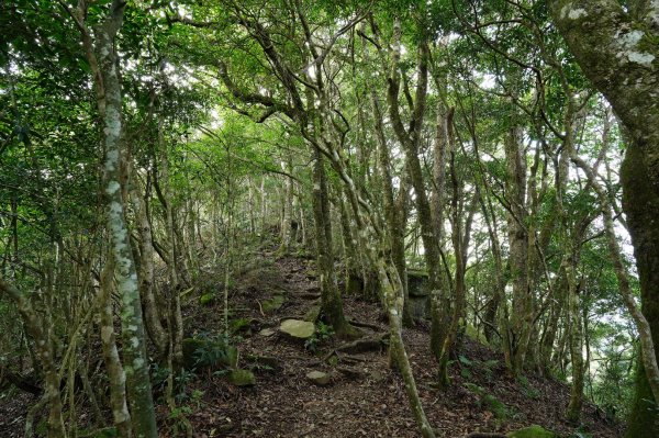 新竹 尖石 高台山、島田山2327045