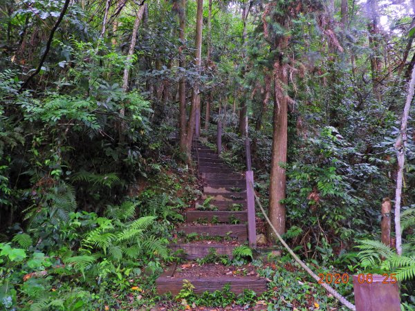 南投 魚池 後尖山1012468