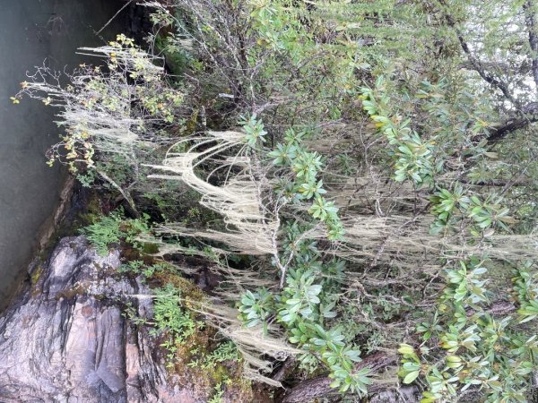 川藏33天深度之旅💙#稻城亞丁-來古冰川2902395