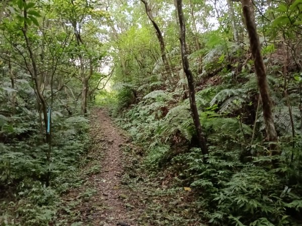 基隆市三層山+湳子大崙+淡基橫斷古道+面桶寮土地公2982225
