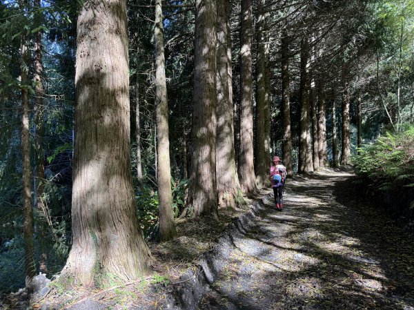 大雪山林道-屋我尾山O繞 202506152816287