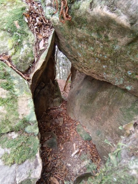 溪頭鳳凰山（米堤飯店香蕉園登山口）2070655