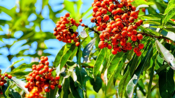 左營半屏山2954326