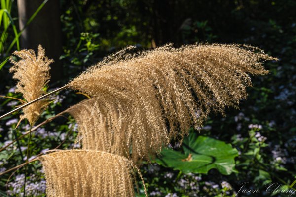[台東]巴塱衛山2978297