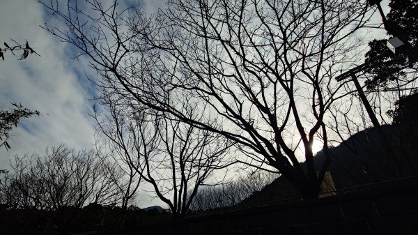 20260125 陽明山前後山健行(無極天元宮~山仔頂步道.向天池.向天山.面天山.二子坪)2997936