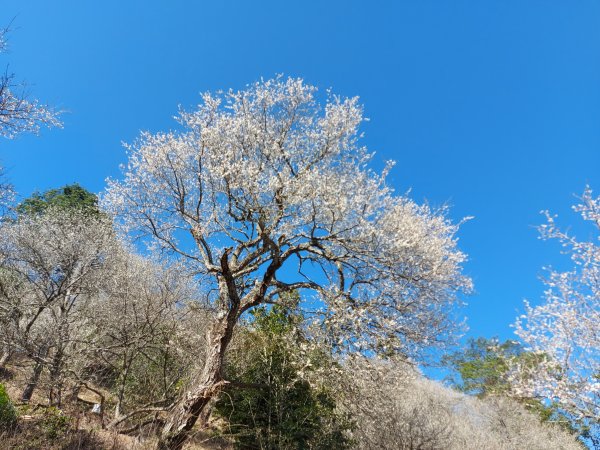 九份二山賞梅輕鬆行1237813