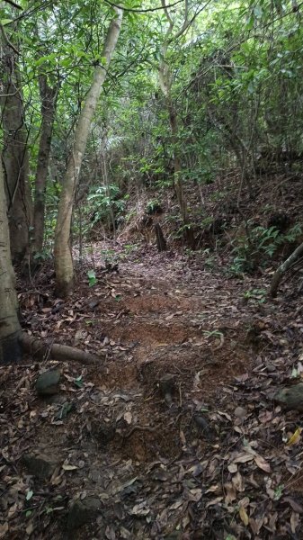 20250607 新竹竹東三山(樹杞林山 - 新具庄山 - 員崠子山)  O型2808882