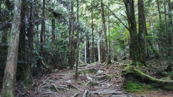 觀霧行Ⅲ觀霧榛山登山步道