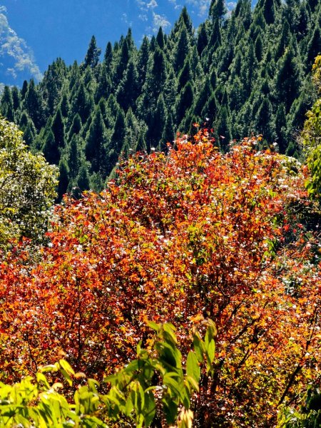 稍來山賞楓2962560