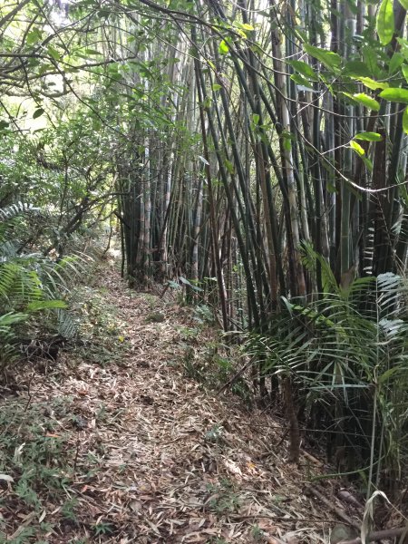 從廢棄碉堡重新認識淡水虎頭山與興華坑山1073583