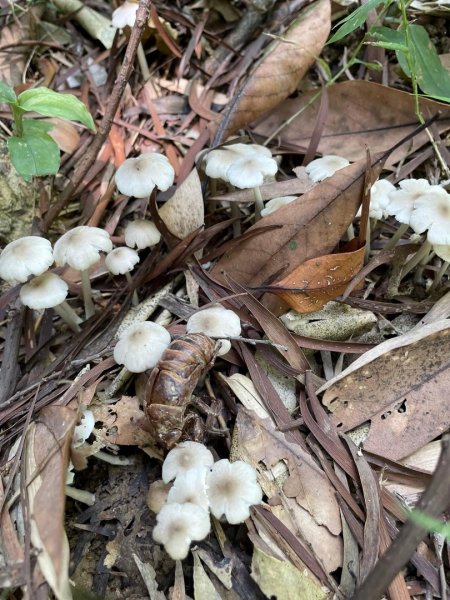 山野中的小精靈🧚‍♂️1904352