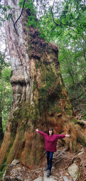 2024-03-16拉拉山神木群步道2456071
