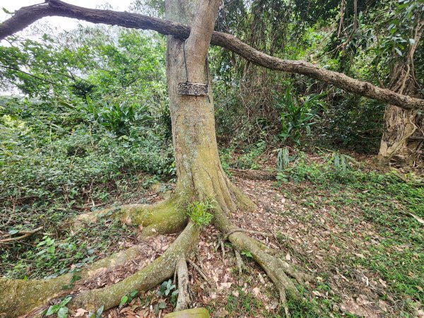 20250223田中大小劍與橫山2939830