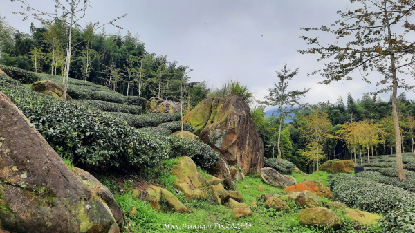 《南投》溪頭三秀｜溪頭山竹崙山志騰山O繞樟仔林林道