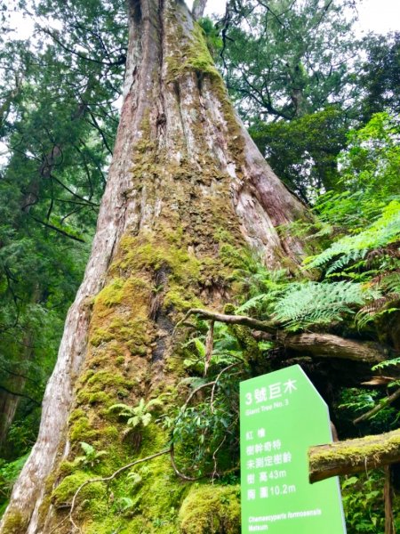 2019-06-29桃園拉拉山神木群628629