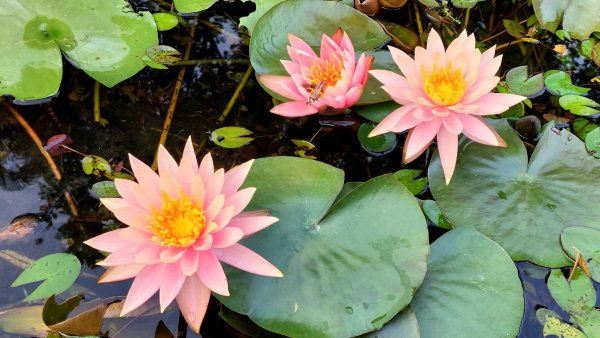 新北萬里丁火朽山、八斗山連走2768644