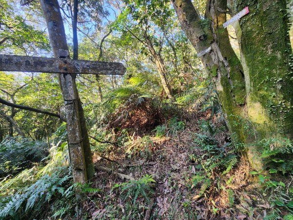 20260110大湖公園捷運站至擎天崗2993195