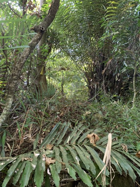 20251115台南大尖山2938095