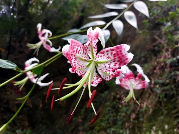 台灣原生種-豔紅鹿子百合（五寮尖。白石山）2300703